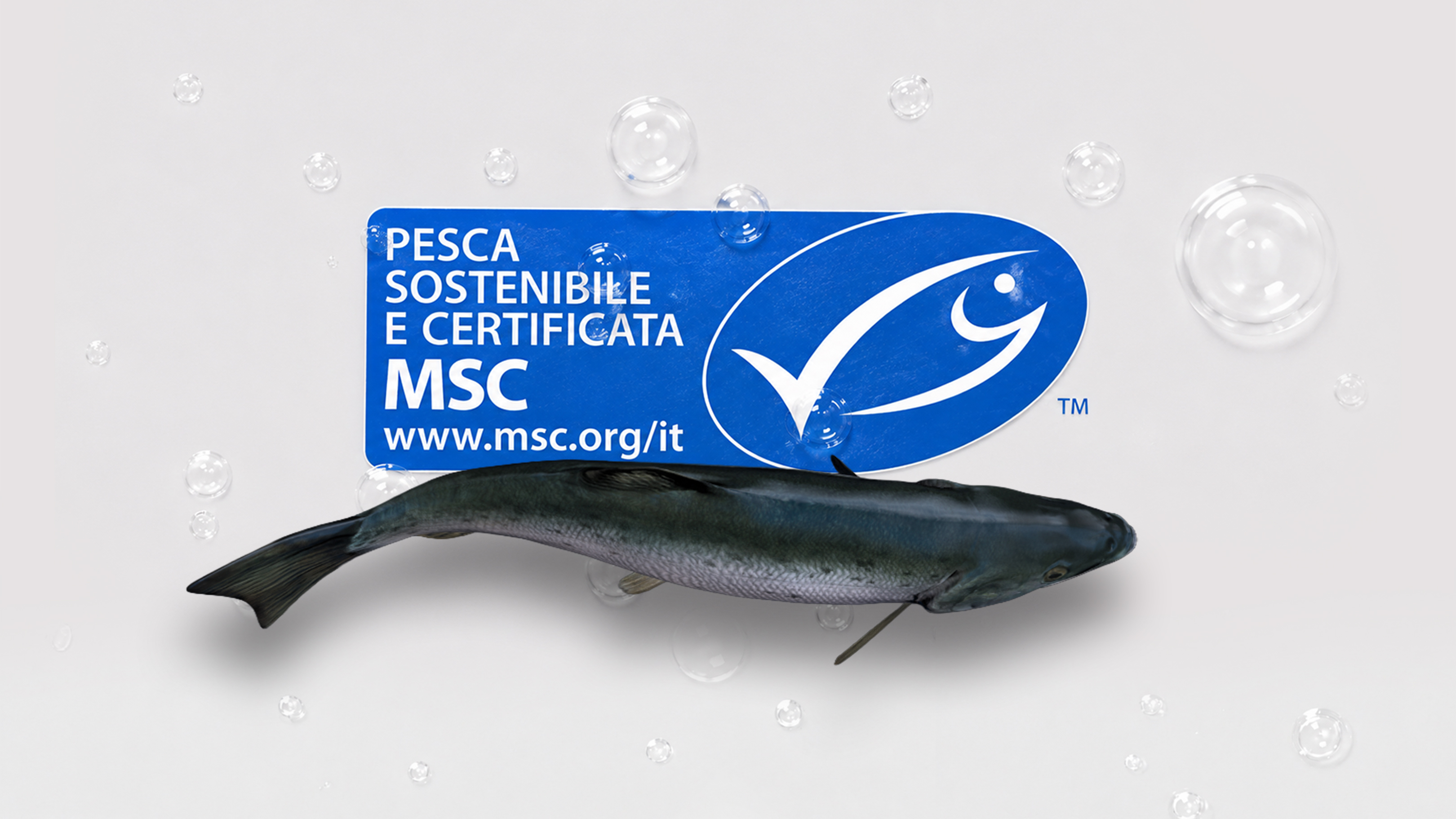 MSC Marine Stewardship Council